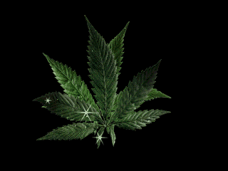 WEED.gif